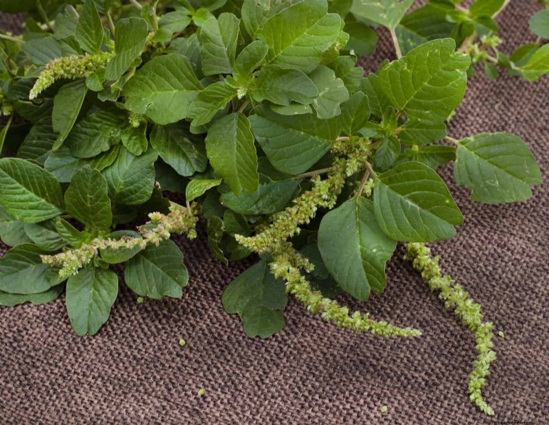 16 Surprisingly Beneficial  Weeds  That Enhance Your Garden