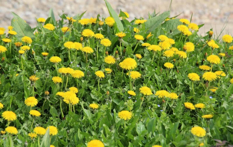 16 Surprisingly Beneficial  Weeds  That Enhance Your Garden