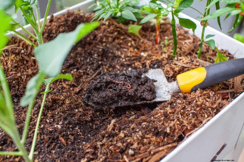 DIY Natural Fertilizers: 14 Household Items for a Thriving Garden