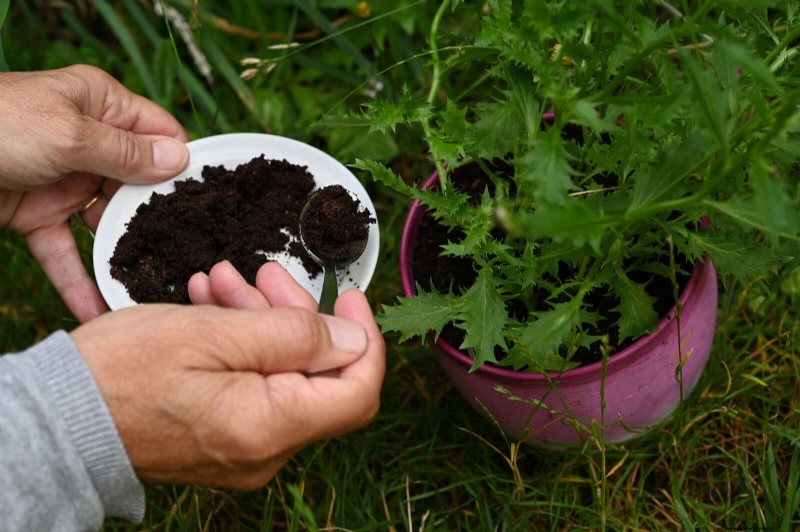 DIY Natural Fertilizers: 14 Household Items for a Thriving Garden