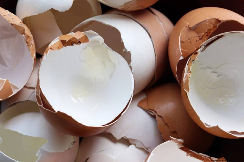DIY Natural Fertilizers: 14 Household Items for a Thriving Garden
