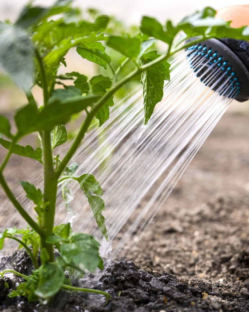 DIY Natural Fertilizers: 14 Household Items for a Thriving Garden