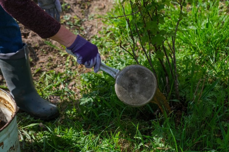 DIY Natural Fertilizers: 14 Household Items for a Thriving Garden
