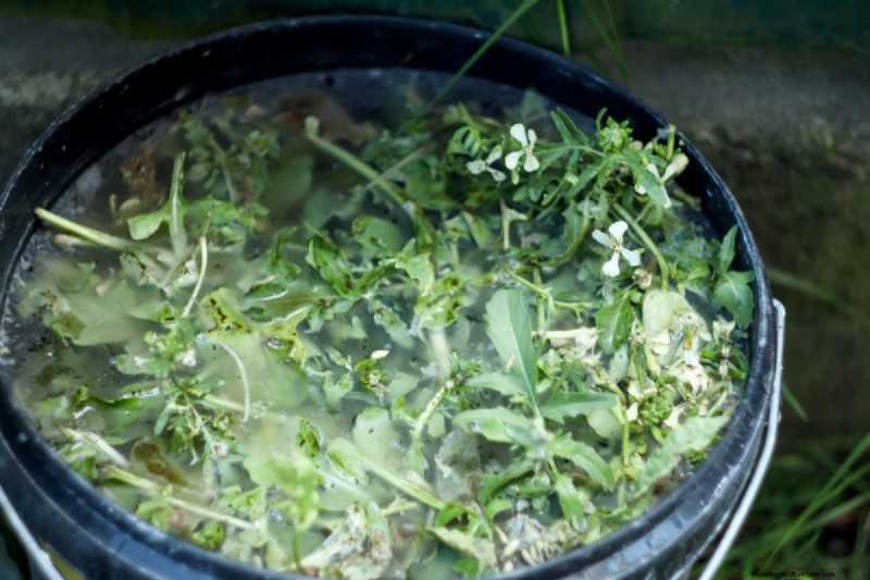 DIY Natural Fertilizers: 14 Household Items for a Thriving Garden