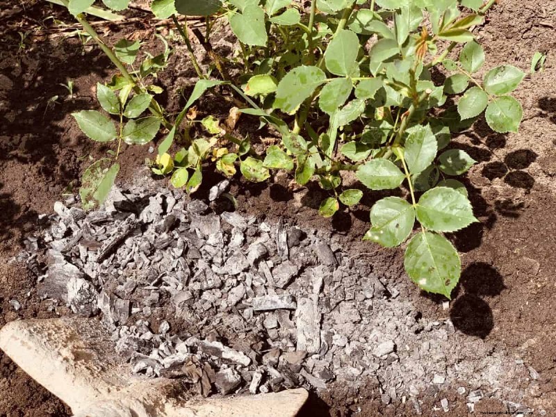 DIY Natural Fertilizers: 14 Household Items for a Thriving Garden
