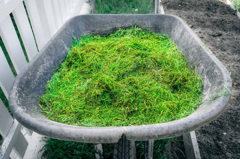DIY Natural Fertilizers: 14 Household Items for a Thriving Garden