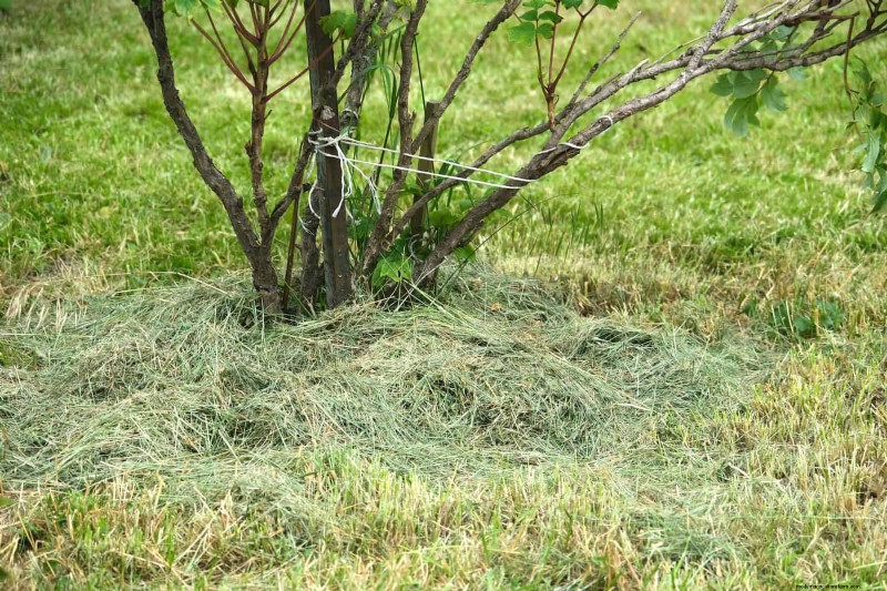 DIY Natural Fertilizers: 14 Household Items for a Thriving Garden