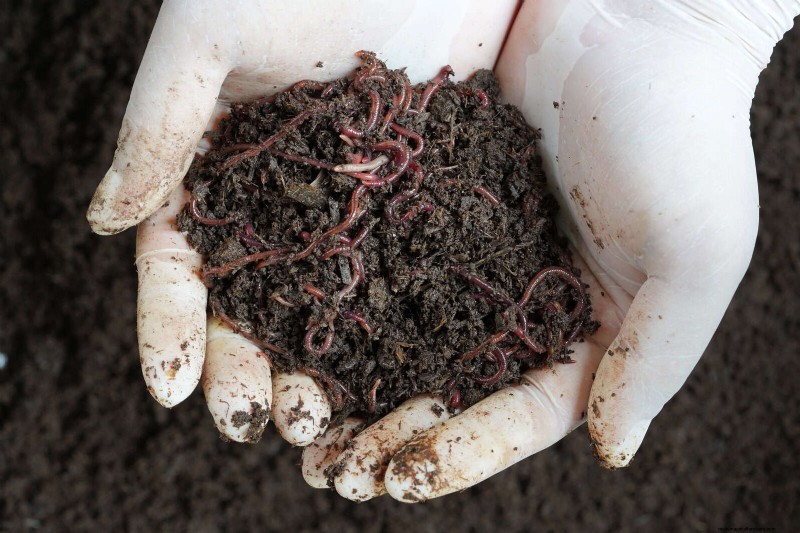 DIY Natural Fertilizers: 14 Household Items for a Thriving Garden