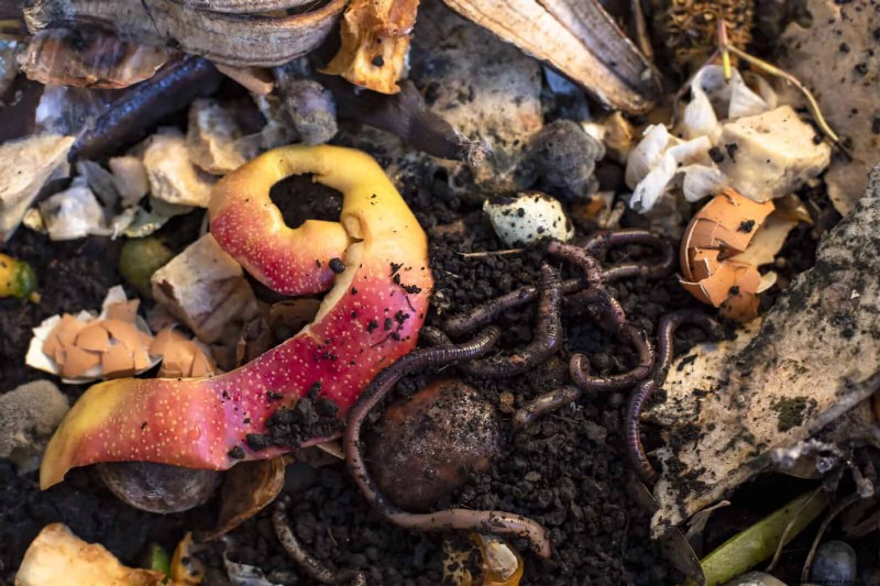 DIY Natural Fertilizers: 14 Household Items for a Thriving Garden