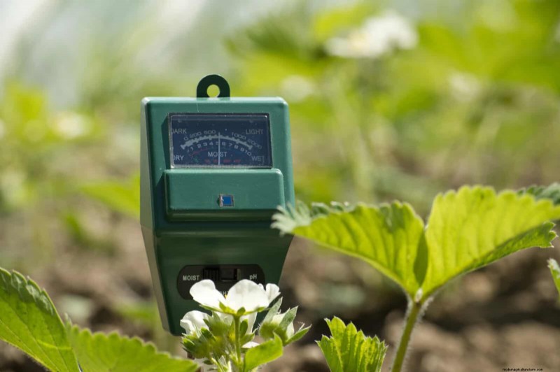 DIY Natural Fertilizers: 14 Household Items for a Thriving Garden