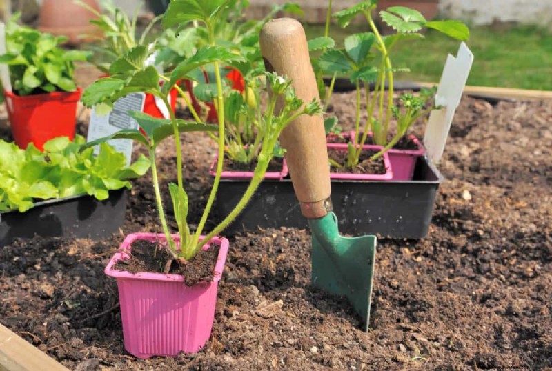 Transform Clay Soil: 13 Simple Steps to Improve Drainage & Fertility