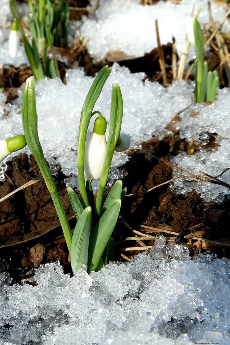 Transform Clay Soil: 13 Simple Steps to Improve Drainage & Fertility