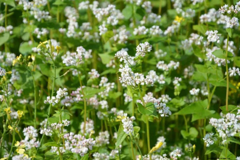 Transform Clay Soil: 13 Simple Steps to Improve Drainage & Fertility