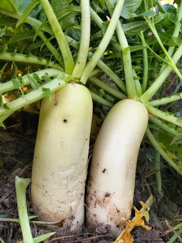 Transform Clay Soil: 13 Simple Steps to Improve Drainage & Fertility