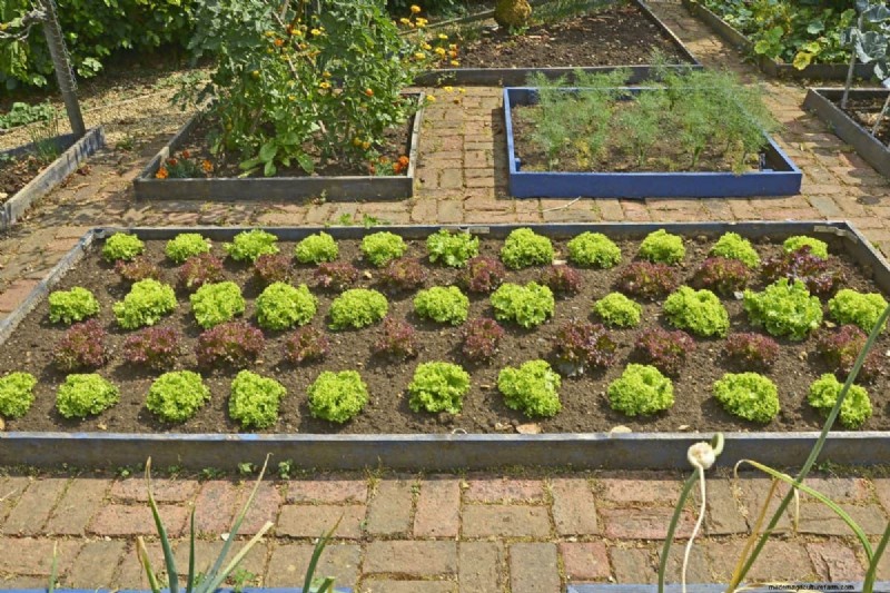 Transform Clay Soil: 13 Simple Steps to Improve Drainage & Fertility