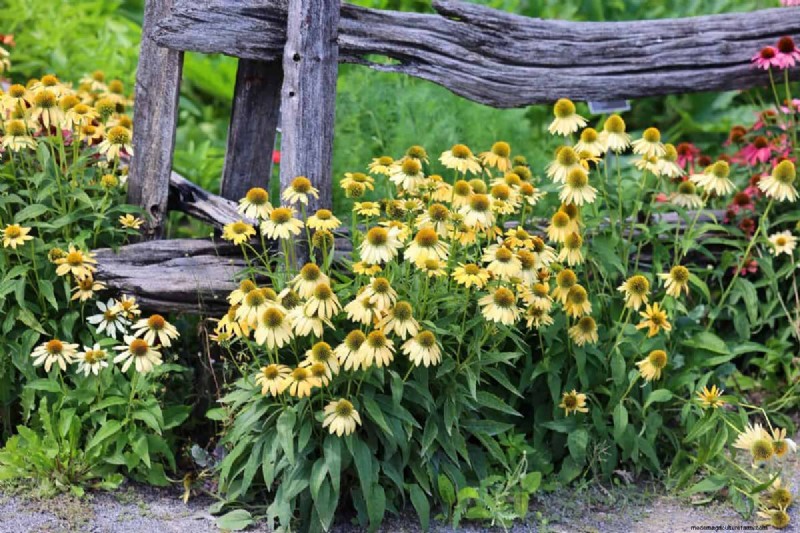Transform Clay Soil: 13 Simple Steps to Improve Drainage & Fertility