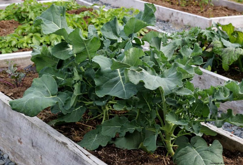 Transform Clay Soil: 13 Simple Steps to Improve Drainage & Fertility