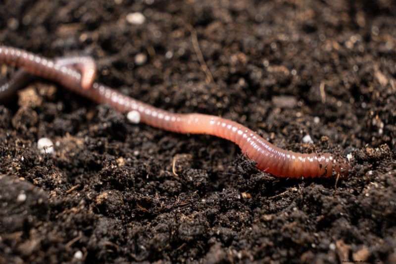 Transform Clay Soil: 13 Simple Steps to Improve Drainage & Fertility
