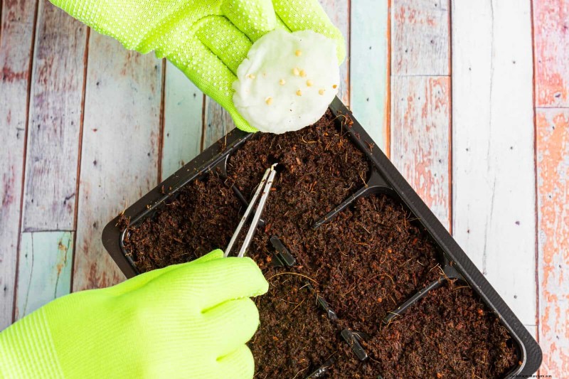Boost Seed Germination: 16 Proven Hacks for Higher Success