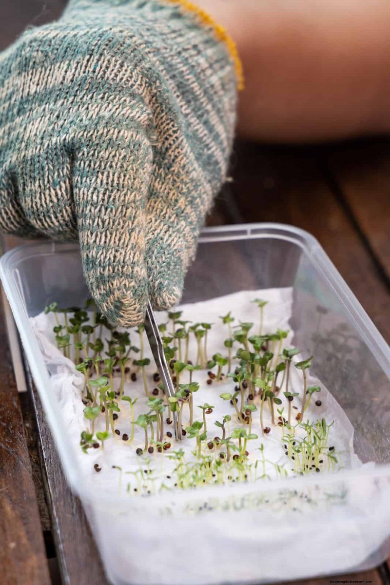 Boost Seed Germination: 16 Proven Hacks for Higher Success