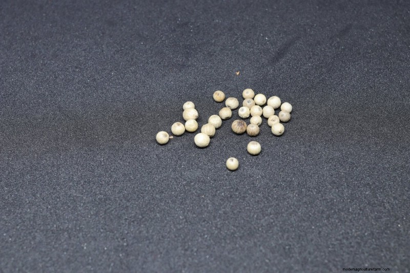 Boost Seed Germination: 16 Proven Hacks for Higher Success