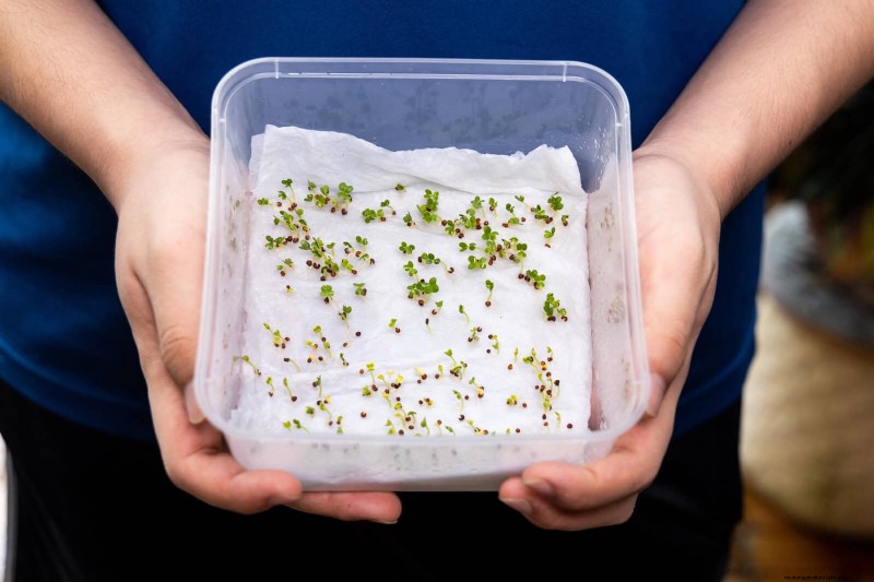 Boost Seed Germination: 16 Proven Hacks for Higher Success