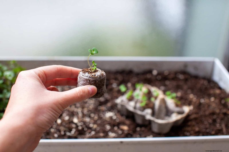Boost Seed Germination: 16 Proven Hacks for Higher Success