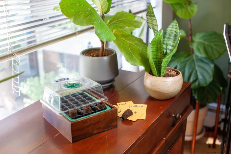 Boost Seed Germination: 16 Proven Hacks for Higher Success
