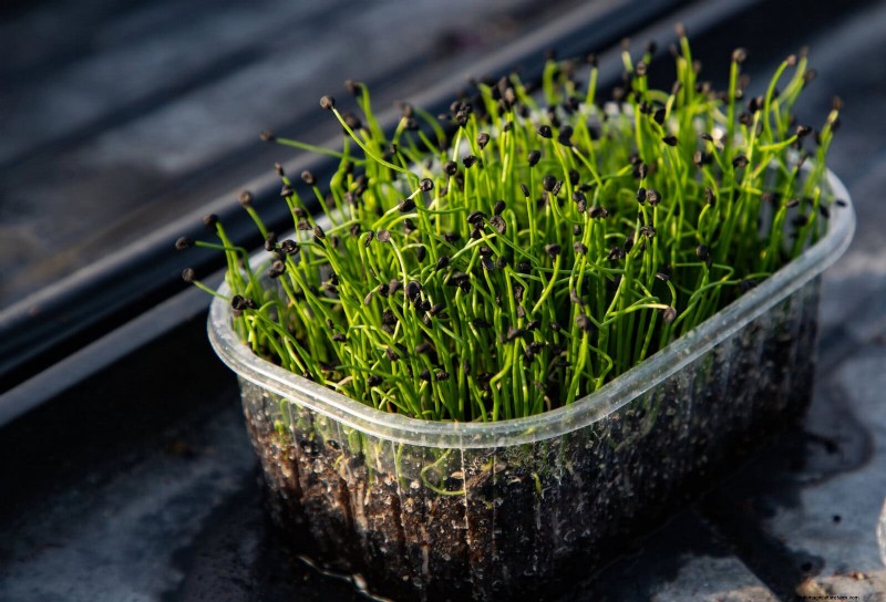 Boost Seed Germination: 16 Proven Hacks for Higher Success