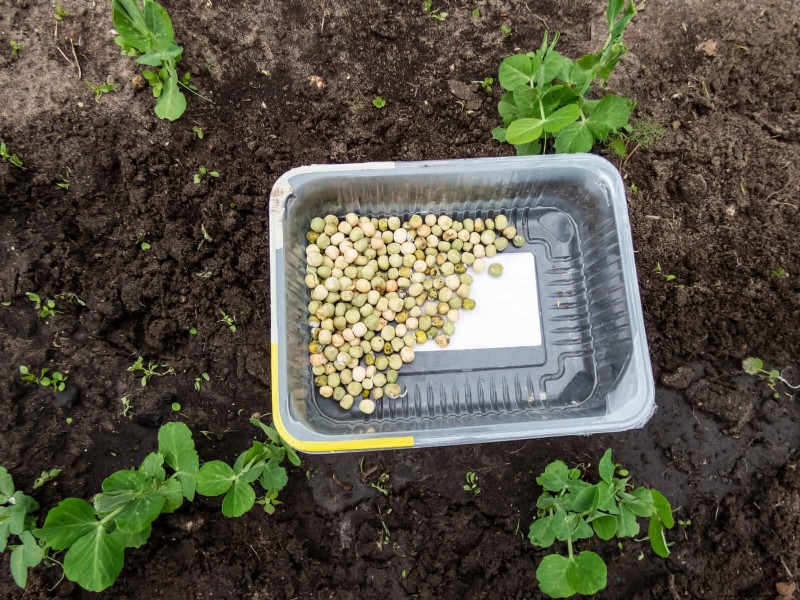 Boost Seed Germination: 16 Proven Hacks for Higher Success