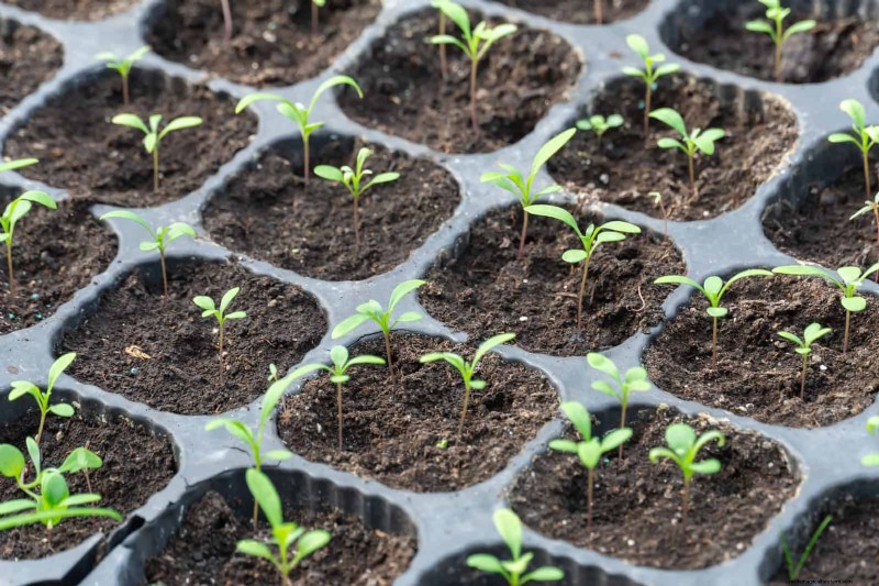 Boost Seed Germination: 16 Proven Hacks for Higher Success