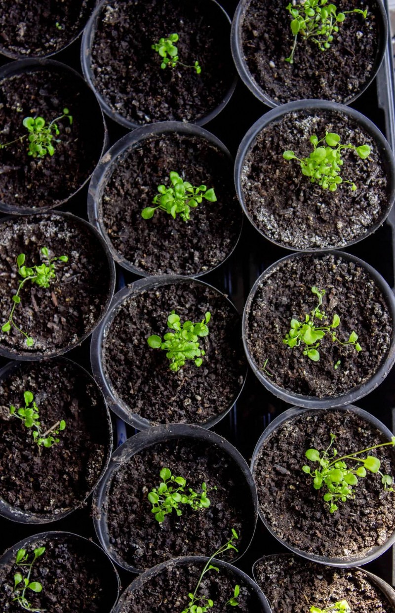 Boost Seed Germination: 16 Proven Hacks for Higher Success