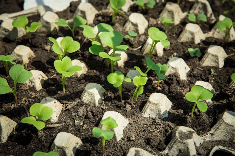 Boost Seed Germination: 16 Proven Hacks for Higher Success