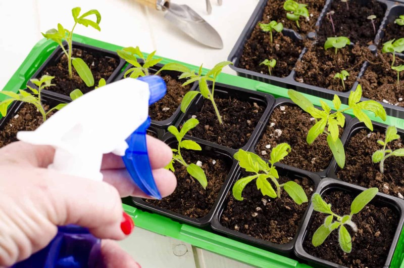 Boost Seed Germination: 16 Proven Hacks for Higher Success