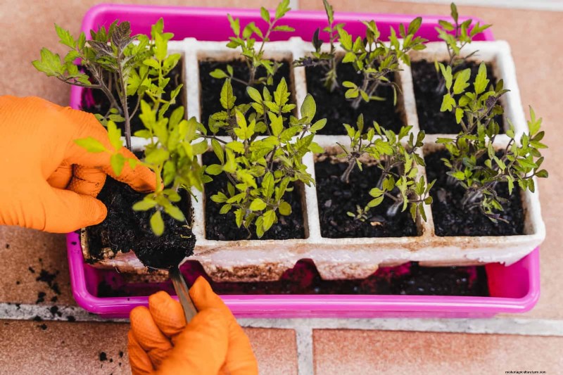 Boost Seed Germination: 16 Proven Hacks for Higher Success