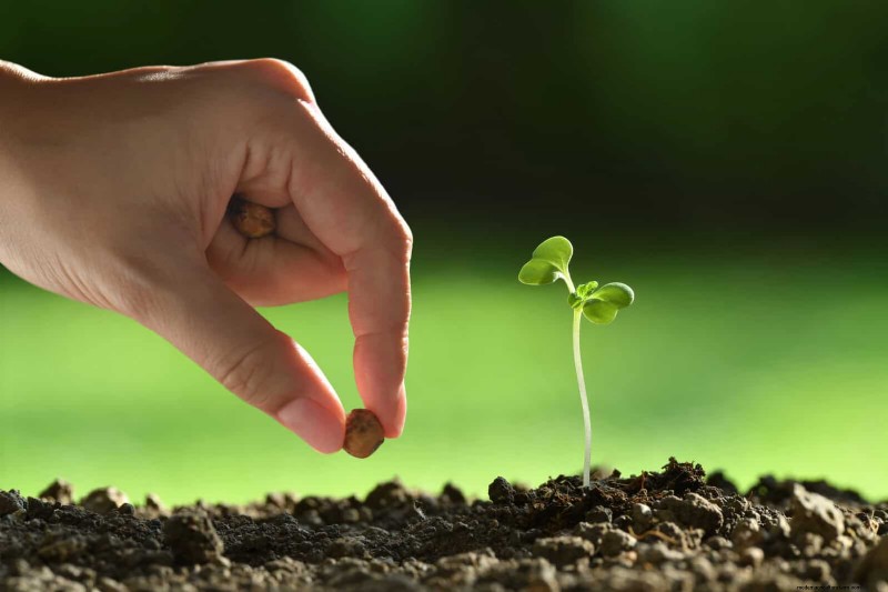 Boost Seed Germination: 16 Proven Hacks for Higher Success