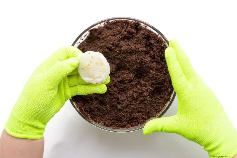 Boost Seed Germination: 16 Proven Hacks for Higher Success