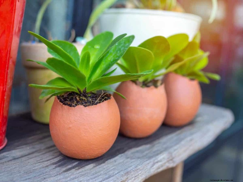 Eggshells in the Garden: Benefits, Uses & Debunked Myths