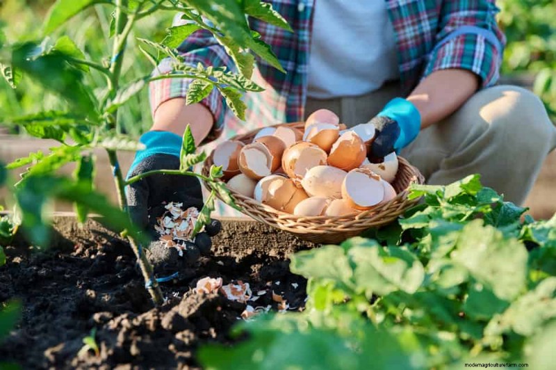 Eggshells in the Garden: Benefits, Uses & Debunked Myths