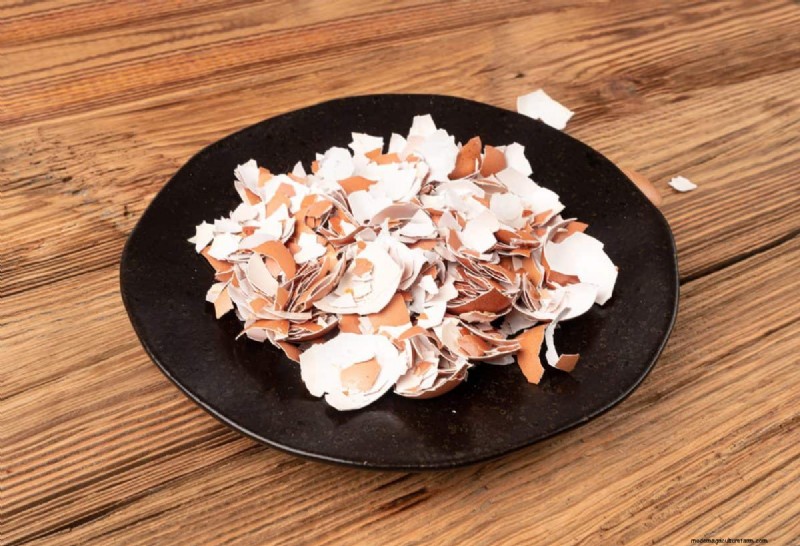 Eggshells in the Garden: Benefits, Uses & Debunked Myths