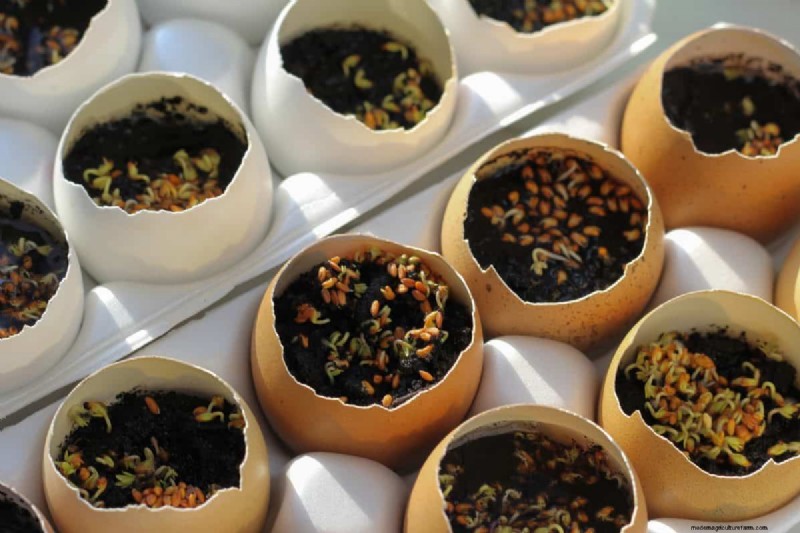 Eggshells in the Garden: Benefits, Uses & Debunked Myths