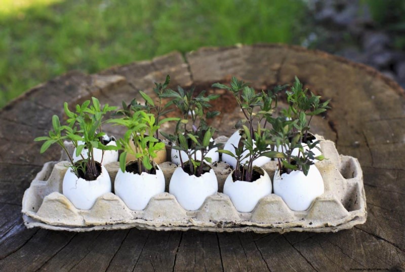 Eggshells in the Garden: Benefits, Uses & Debunked Myths