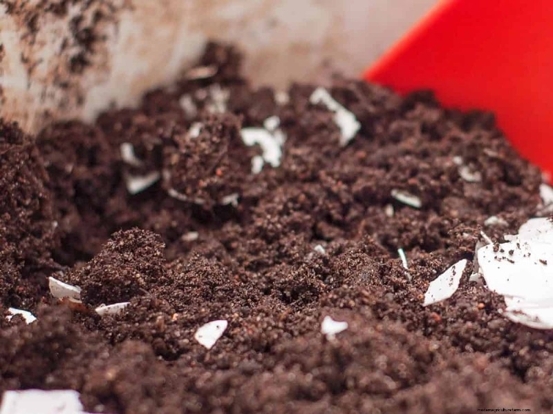 Eggshells in the Garden: Benefits, Uses & Debunked Myths