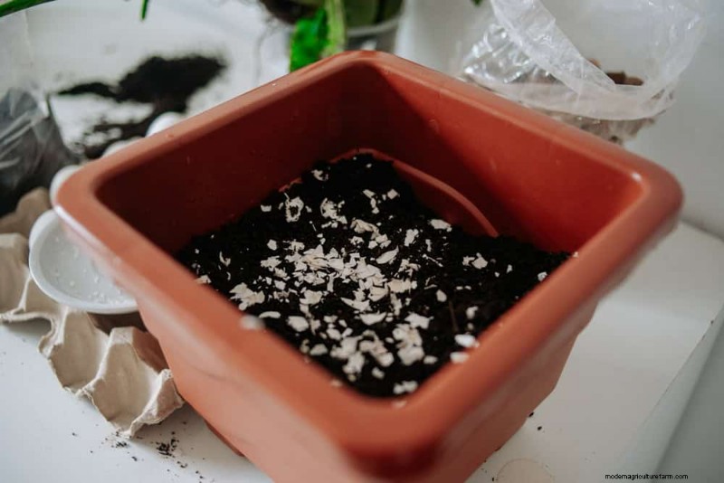 Eggshells in the Garden: Benefits, Uses & Debunked Myths