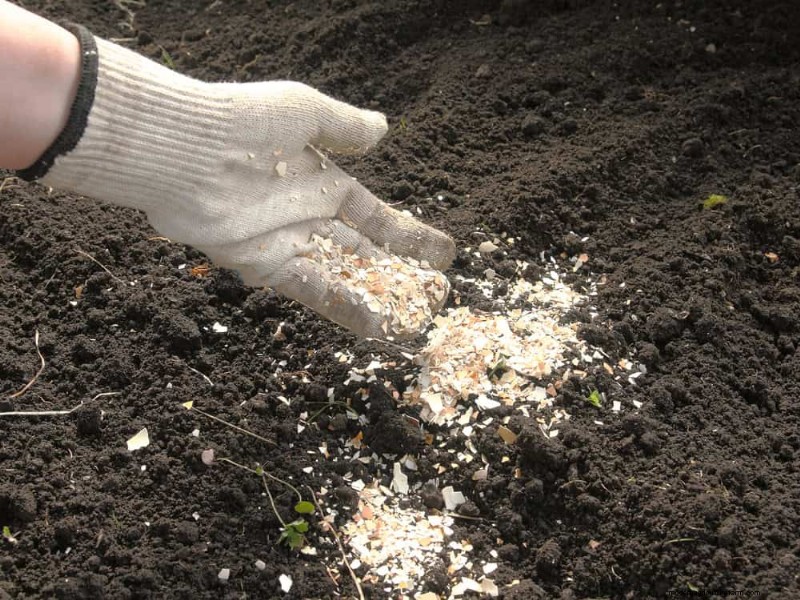 Eggshells in the Garden: Benefits, Uses & Debunked Myths