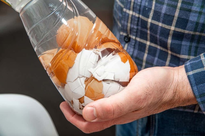 Eggshells in the Garden: Benefits, Uses & Debunked Myths