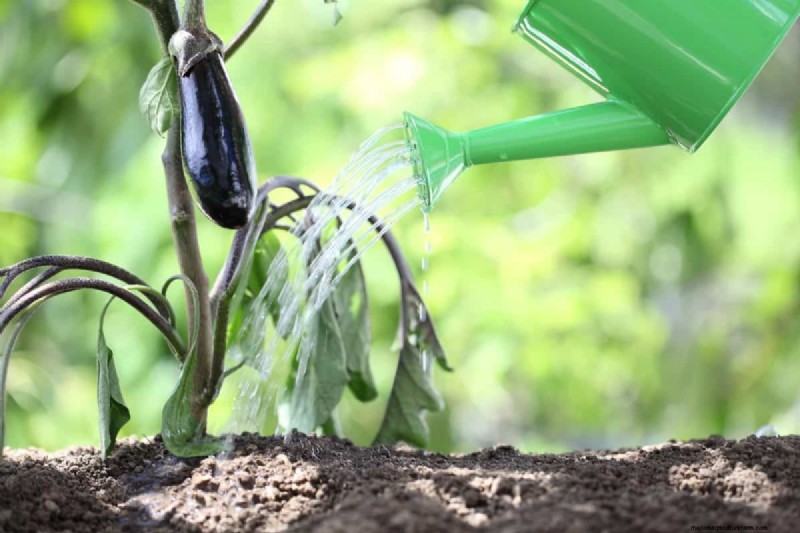 Eggshells in the Garden: Benefits, Uses & Debunked Myths