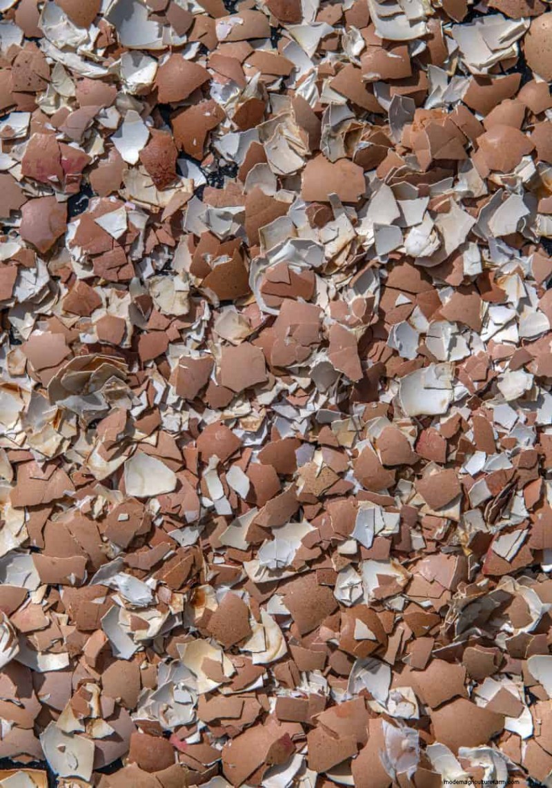 Eggshells in the Garden: Benefits, Uses & Debunked Myths