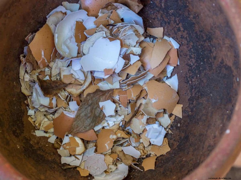 Eggshells in the Garden: Benefits, Uses & Debunked Myths