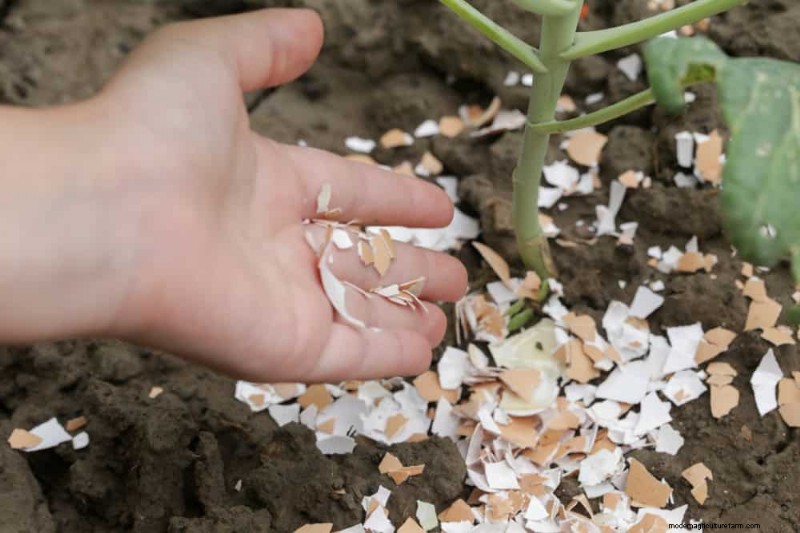 Eggshells in the Garden: Benefits, Uses & Debunked Myths